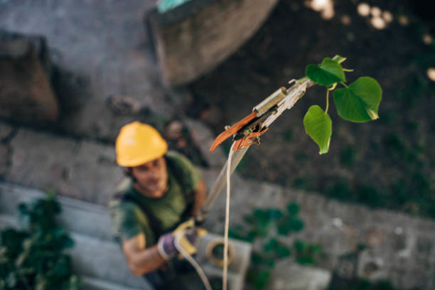 Best Hazardous Tree Removal  in St Stephens, NC