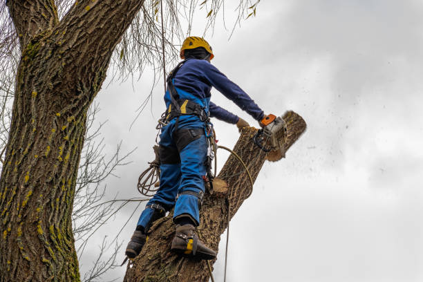 Best Tree Cabling and Bracing  in St Stephens, NC