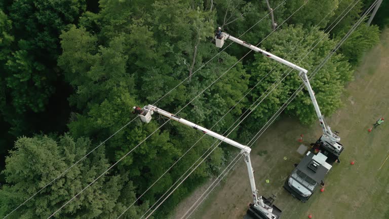 Best Fruit Tree Pruning  in St Stephens, NC