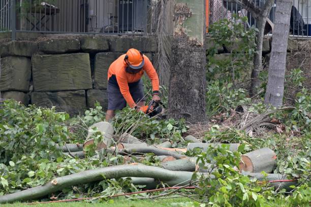 Professional  Tree Services in St Stephens, NC