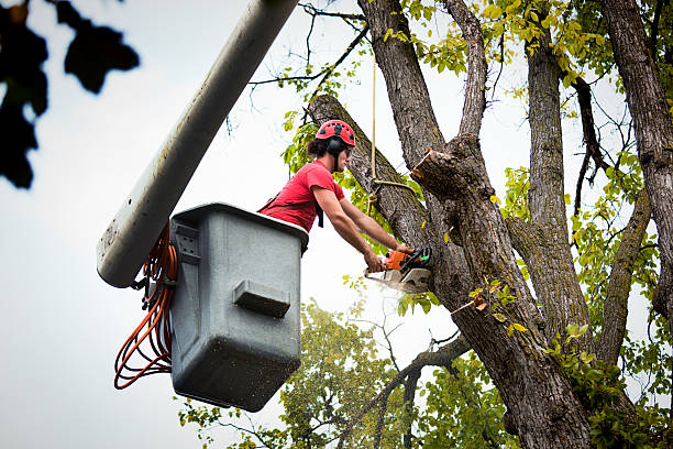 Why Choose Our Tree Removal Services in St Stephens, NC?